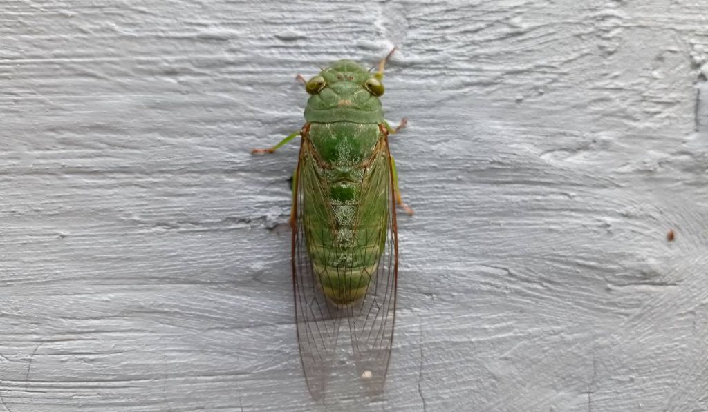 Cicadele au invadat Bucureștiul: Cum să te protejezi de aceste insecte neplăcute! 2 cicada verde pe perete