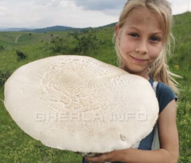 Ciuperci de dimensiuni impresionante descoperite la Cluj – imagini virale
