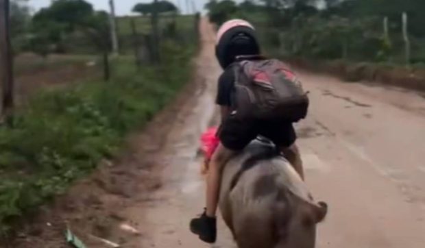 Imagini cu un băiat din Brazilia care ajunge la școală pe spinarea porcului „Rachetă”: „Îl lasă doar pe el să călărească” | VIDEO