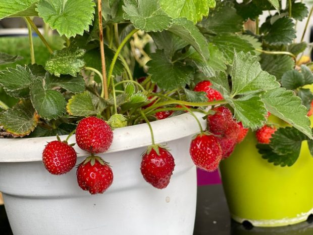Cum să cultivi căpşuni pe balcon sau pe terasă