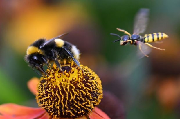 Diferențele și asemănările fascinante dintre albină și viespe: Ecosistem, roluri și mituri demistificate