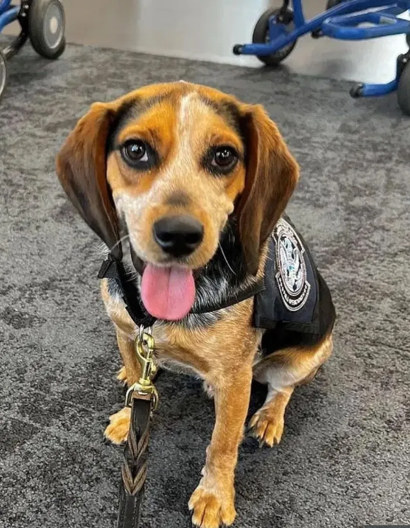 Turistul care a lovit un câine polițist „atât de tare încât acesta a zburat în aer” a fost deportat din SUA