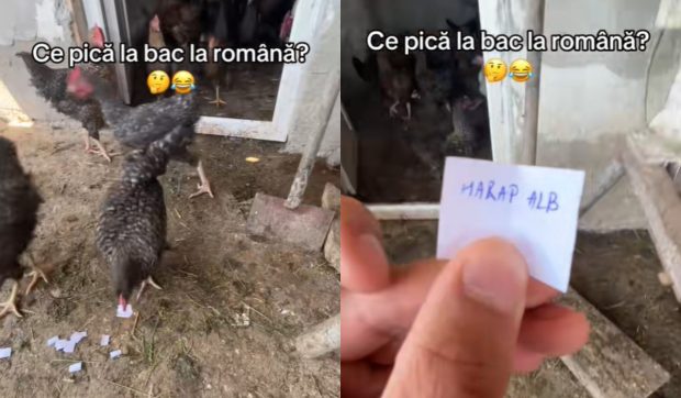 Găina elevului de clasa a 12-a a ghicit Subiectul III la BAC 2025. Adolescentul apelase la pasărea din curte să afle ce îi pică