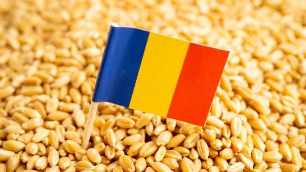 România va înregistra cea mai mare recoltă la grâu de după 1997