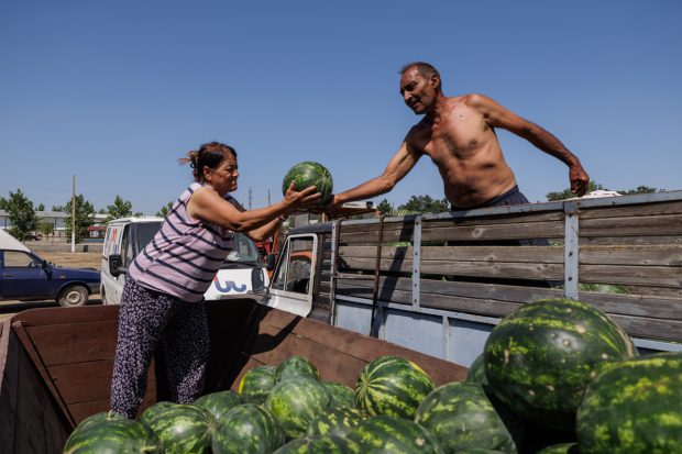 Pepenii din Dăbuleni au ieșit pe piață, producătorii sunt pesimiști: „A fost grindina, acum e dogoarea! Prețul e cam prost”