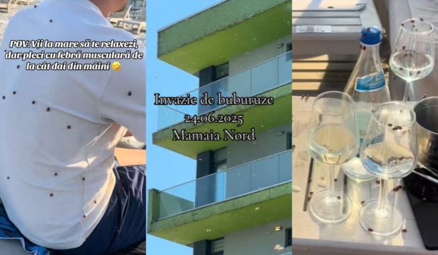 Imagini virale cu invazia gărgărițelor de la Mamaia. Sute de mii de buburuze au acoperit pereții blocurilor ca o plapumă și s-au așezat pe turiștii aflați la plajă