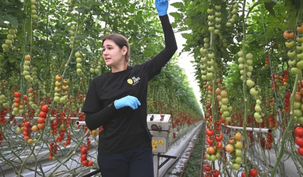 Ioana, româncă plecată la cules de roșii în Olanda: „Nu mai vreau să depind de părinți sau, mai rău, de un iubit”