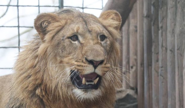 Șeful unei grădini zoologice din Crimeea a fost sfâșiat de un leu. Safari e celebru pentru animalele transferate din zonele de conflict