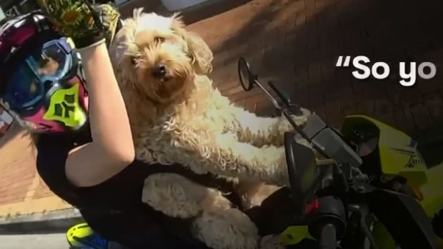 Amendă pentru motociclistă și câinele ei copilot, în Australia: „Nu am mai văzut așa ceva” | VIDEO