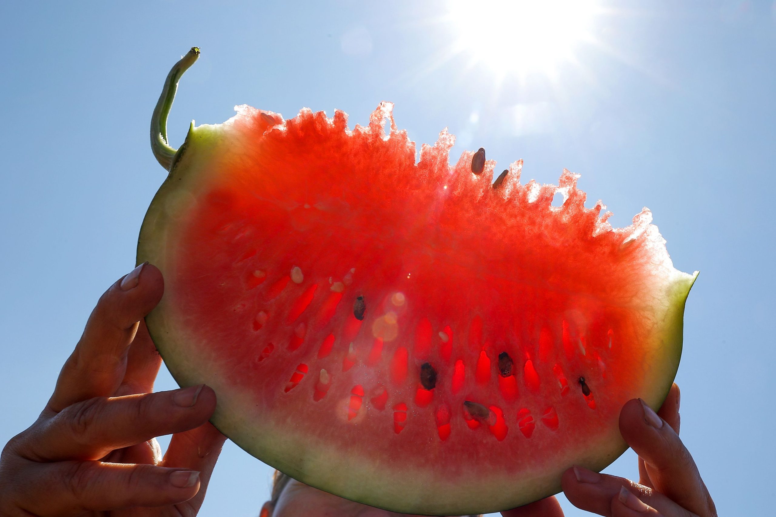 Pepenii de Dăbuleni sunt aici! Vezi cât costă un kilogram.