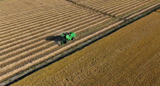 O descoperire genetică majoră ar putea proteja culturile de orez în faţa încălzirii globale
