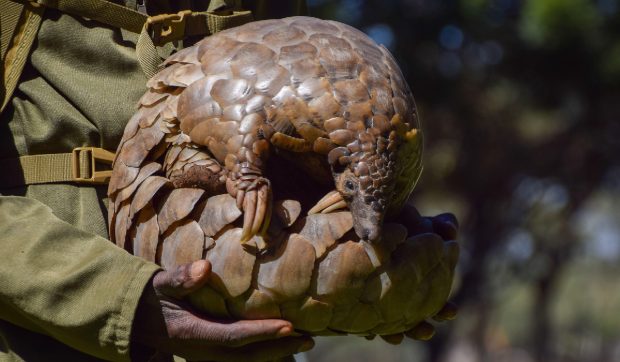 Pangolinii sunt cele mai persecutate mamifere sălbatice din lume. Se credea că sunt vânați pentru puterile lor videcătoare