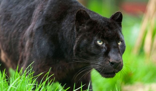 Un bărbat a filmat pantera neagră „balcanică” din Bulgaria. Felina s-a speriat și a fugit când acesta a început să miaune. Starea de urgență rămâne valabilă | VIDEO