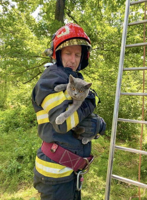 „Ziua animalelor” pentru pompierii din Argeș: căprioară salvată din flăcări, căței scoși din bazin și o pisicuță coborâtă din copac