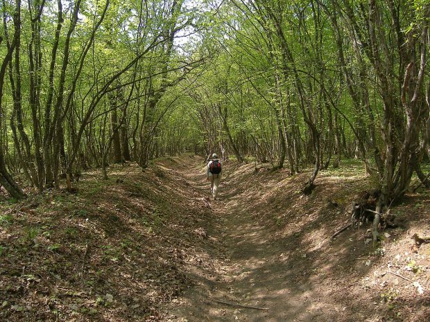 Un animal misterios a fost văzut nu foarte departe de România. Autoritățile din Bulgaria sunt în alertă și au închis Parcul Natural Shumen