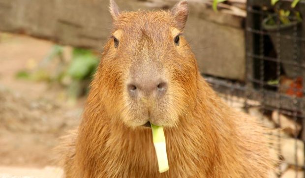 Ultimul membru al unui grup de capibara evadați dintr-o grădină zoologică din China a fost prins. S-a îngrășat în cele două luni în care a fost fugar