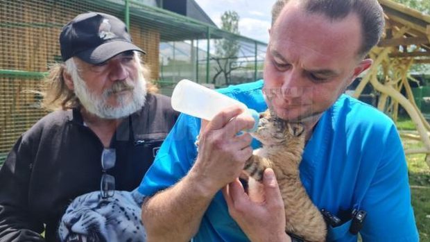 Un pui de ligru, animal extrem de rar, s-a născut la Suceava: „Mă gândesc să-i spunem Goliath. Poate ajunge la peste 400 kg”