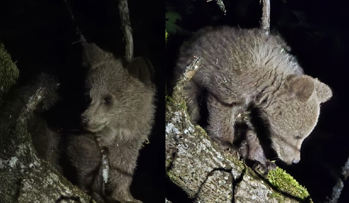 Ce să faci dacă descoperi un urs în curte? Sfaturi Jandarmeria Alba