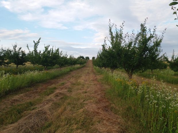 Suma minimă cu care statul vrea să-i ajute pe românii cu terenuri agricole. Reacția unei foste membre CNA: „Zăăău?! 3000 de euro?!”