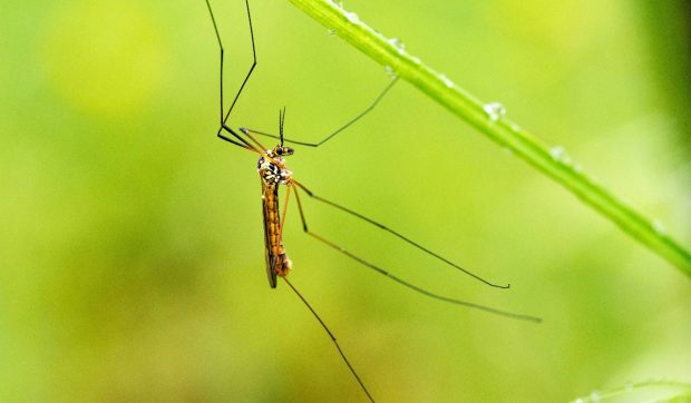 Insecta pe care oamenii o omoară chiar dacă nu reprezintă un pericol: „Nu sug sângele, nu înțep, te ajut să trăiești”
