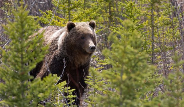 Un urs grizzly cu istoric problematic ajunge pe o insulă canadiană și stârnește dezbateri în comunitate
