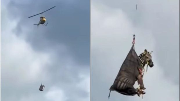 Zebra de companie fugară, căutată zile întregi fără succes, a fost prinsă și transportată aerian acasă. Ed păștea liniștit când l-au capturat