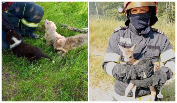 „Ziua animalelor” pentru pompierii din Argeș: căprioară salvată din flăcări, căței scoși din bazin și o pisicuță coborâtă din copac