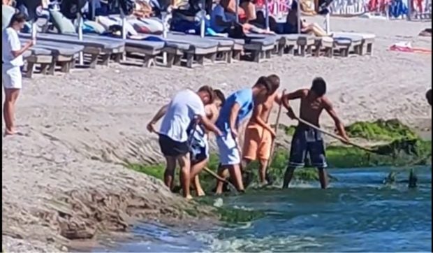 Cum sunt curățate de alge plajele de fițe în România: „Nu se poate așa ceva, ia de pe mal verdeața și o aruncă în apă”