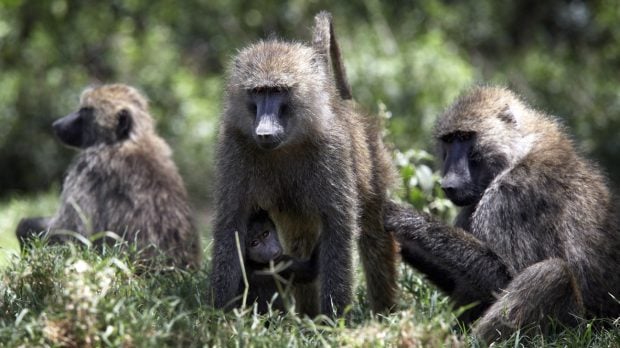 O grădină zoologică din Germania a omorât 12 maimuțe pentru că nu avea suficient spaţiu, în ciuda protestelor