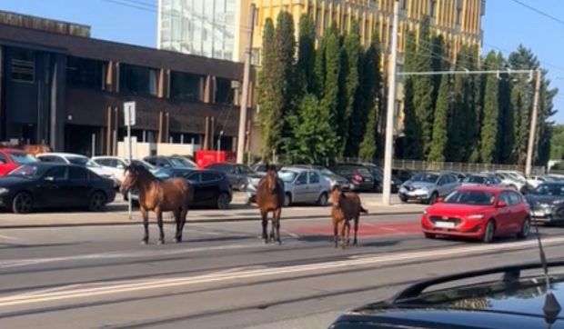 Trei cai au blocat traficul în Cluj, stând în mijlocul drumului. Șoferii, obligați să meargă pe contrasens