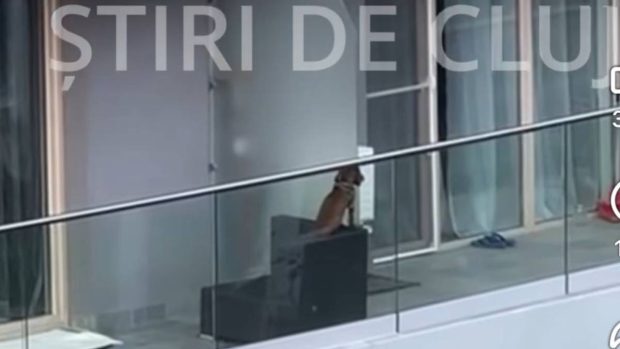 Imaginile care au revoltat Clujul: un cățel părăsit pe balcon suferă din cauza căldurii, dar nimeni nu intervine | VIDEO