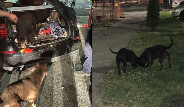 Un bărbat din Galați s-a speriat de ce a găsit în portbagajul mașinii sale și a sunat la poliție