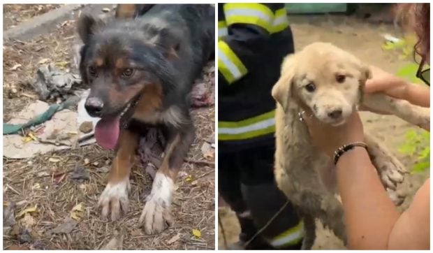 Momentul emoționant în care o cățelușă și puiul ei sunt salvați după trei zile dintr-o fântână secată, în Tulcea I VIDEO