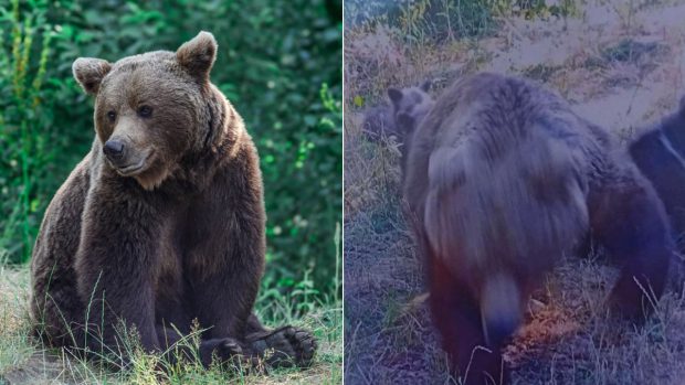 Controversa legată de ursoaica vânată pentru c-a omorât un turist italian: „Autoritățile au dat verdictul că  «animalul a provocat incidentul», deși am aflat cu toții că situația a stat invers” 