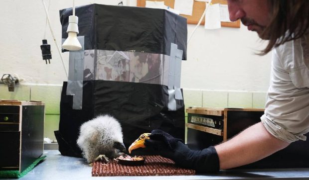 Puii de vultur orfani și excluși sunt momiți de îngrijitorii de la Zoo să mănânce cu ajutorul teatrului de păpuși