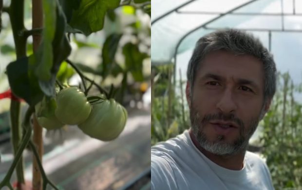 Ce a pățit Dragoș Bucur cu castraveții și roșiile plantate în solar. De dimineață a început munca în grădină: „Este foarte frumos”