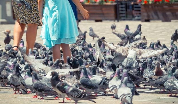 O femeie care hrănea pisicile și porumbeii din Timișoara a fost tâlhărită și lovită de un bărbat care a fugit cu sacoșele ei de mâncare și cu telefonul