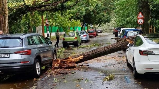 Urmările vijeliei care a făcut prăpăd în București și pe autostrada A1: o femeie a murit în Otopeni, mașini distruse de copaci, trafic îngreunat pe A1