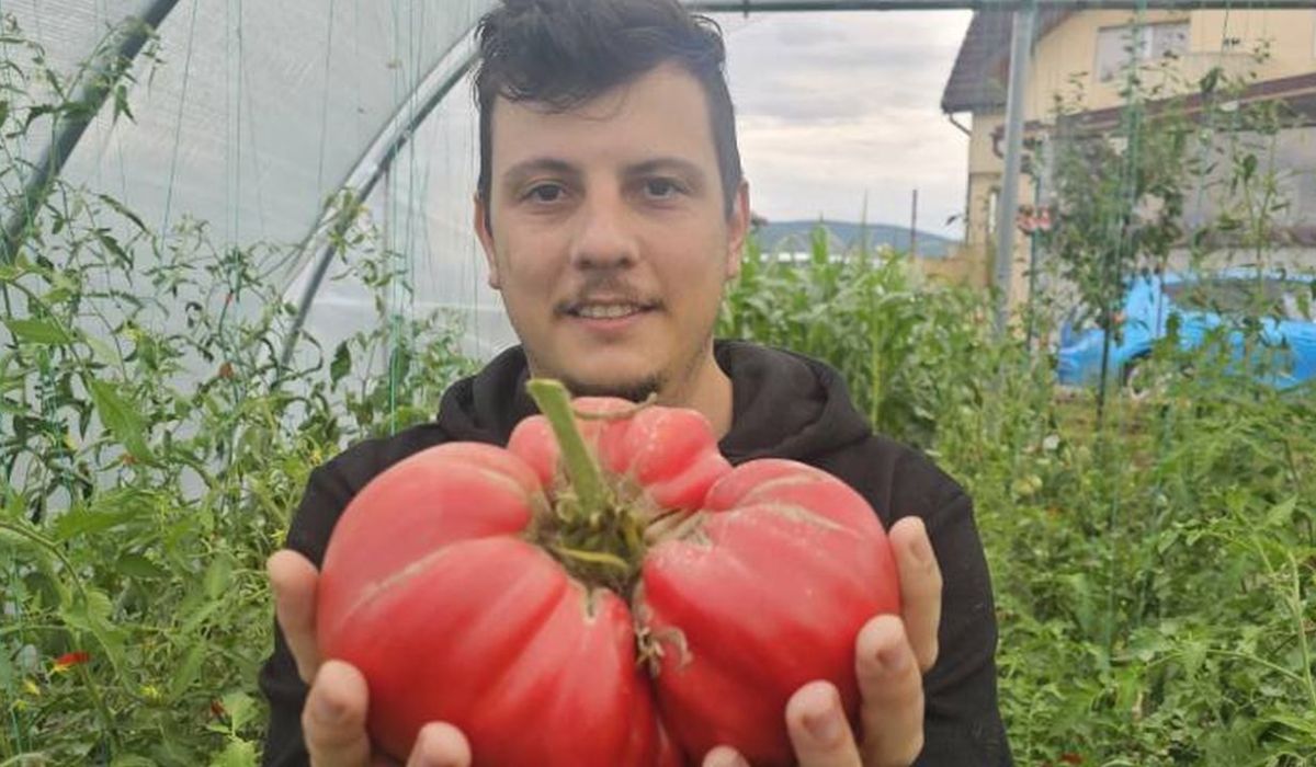 Un veterinar din Zalău a bătut recordul în România cu o roșie "Crăiasă de Galați" care cântărește 1,563 kilograme