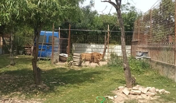 Lei, urși și căprioare ținute fără acte, într-o curte din Dâmbovița. Autoritățile au descoperit o adevărată grădină zoologică