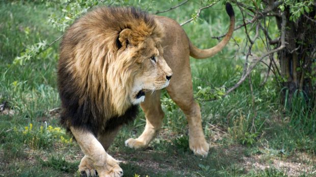 Un bărbat s-a luptat cu un leu care a scăpat de la o grădină zoologică din Turcia. „L-am apucat de gât și l-am strâns”
