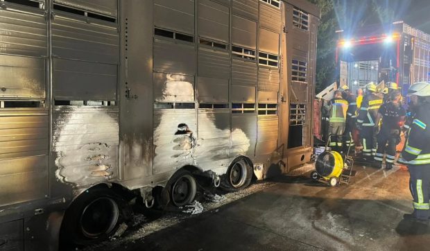 40 de porci au murit într-un camion care a luat foc pe autostradă, șoferul abia s-a salvat. Paguba, 100.000 de euro