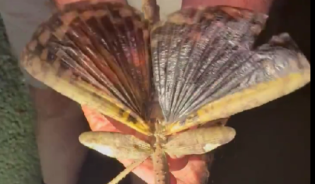 O insectă-băț, grea cât o minge de golf, a fost descoperită în Australia: „Foarte puțini oameni ajung să o vadă” I VIDEO