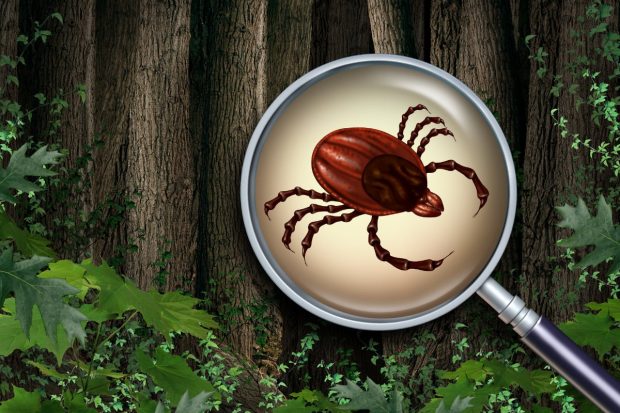 Insecticide căpușe – cum le alegi și le folosești pentru a-ți proteja curtea