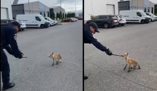 Jandarmii au alergat o vulpe prietenoasă prin Parcul Industrial Prejmer, în Brașov