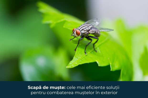 Scapă de muște: cele mai eficiente soluții pentru combaterea muștelor în exterior