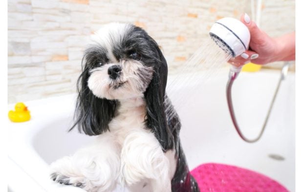 Produse de îngrijire pentru animale – ce trebuie să nu lipsească din coșul tău online