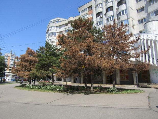 Cineva a otrăvit 6 pini frumoși, în Brăila. „Nu e de la ploile acide”, anunță specialiștii