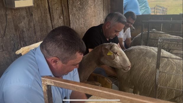 „A început să plimbe și el oaia ca Daea”: reacția internauților la imaginile cu ministrul Barbu care mulge oile la Sibiu