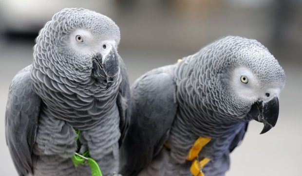 Cinci papagali donați la zoo s-au „înhăitat” și au început să îi înjure pe vizitatori și să râdă de ei